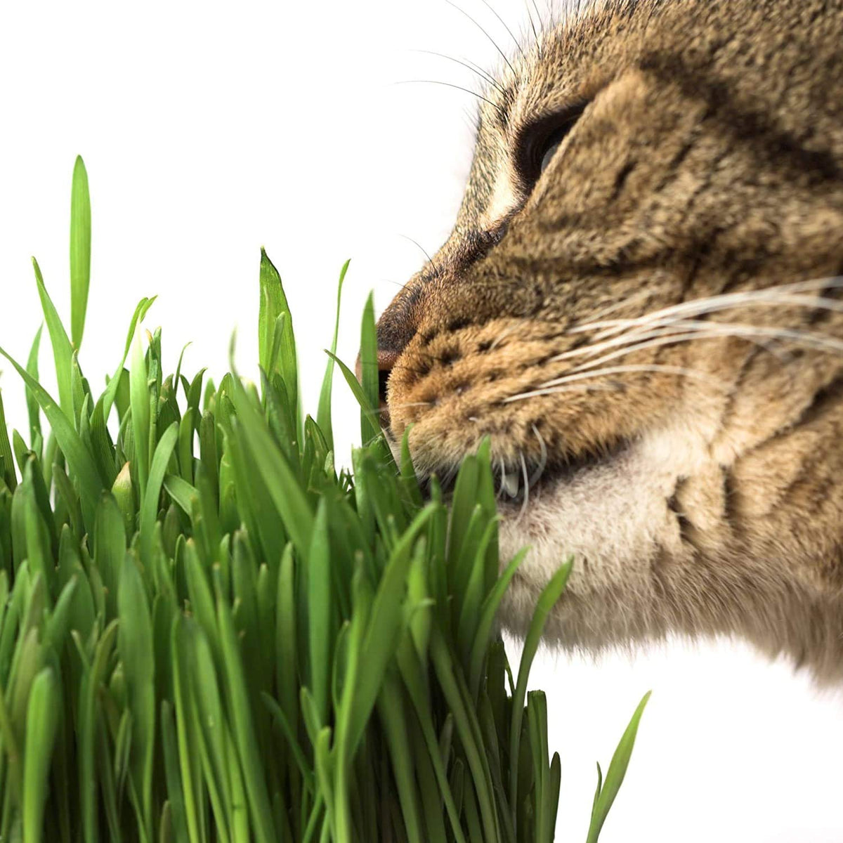 Organic Cat Grass Kit with 3 Trays K664857