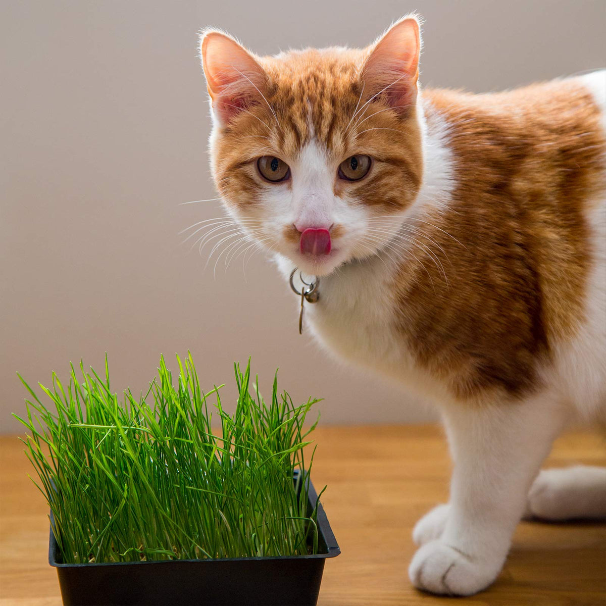 Organic Cat Grass Kit with 3 Trays K664857