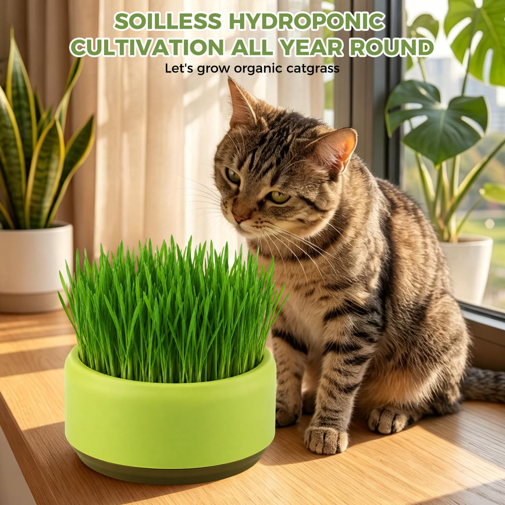 Hydroponic Cat Grass Grow Box J195761